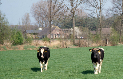 837318 Gezicht op de boerderij Achterste Klein Ravenhorst (Oude Holleweg 44) te Renswoude, met op de voorgrond twee koeien.